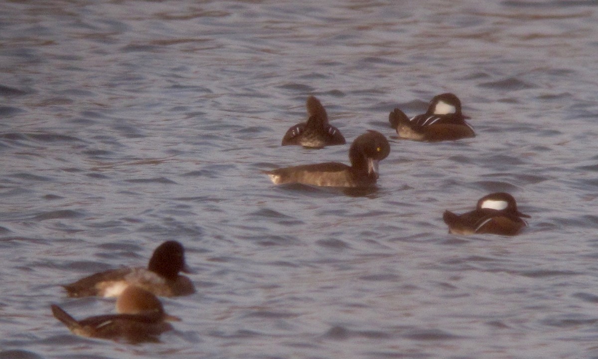 Tufted Duck - ML611866838