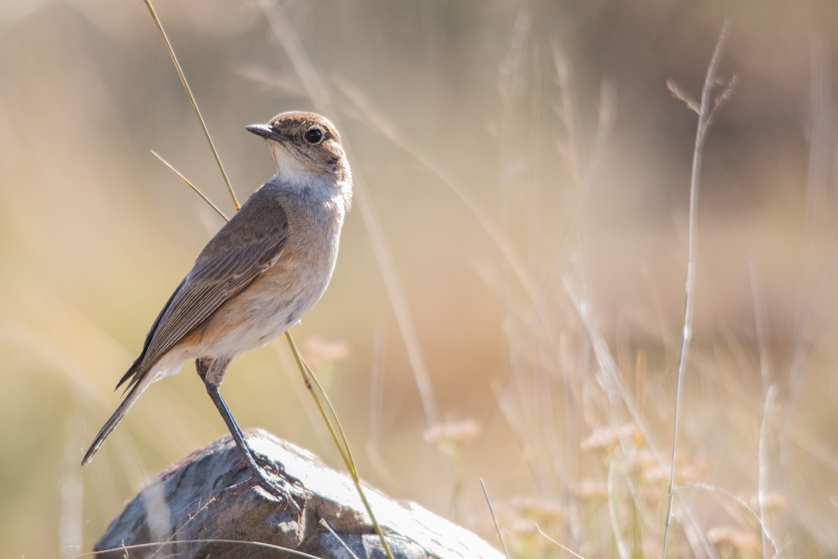 Sickle-winged Chat - ML611867305