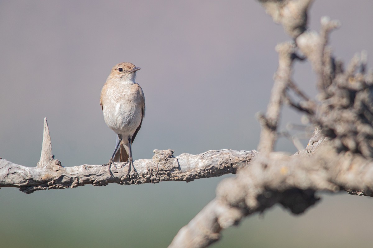 Sickle-winged Chat - ML611867306