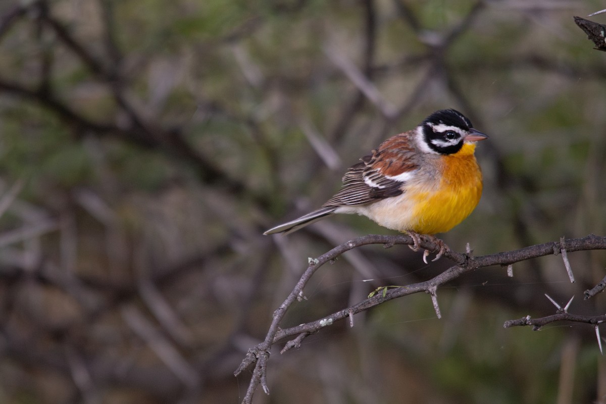 Golden-breasted Bunting - ML611867331