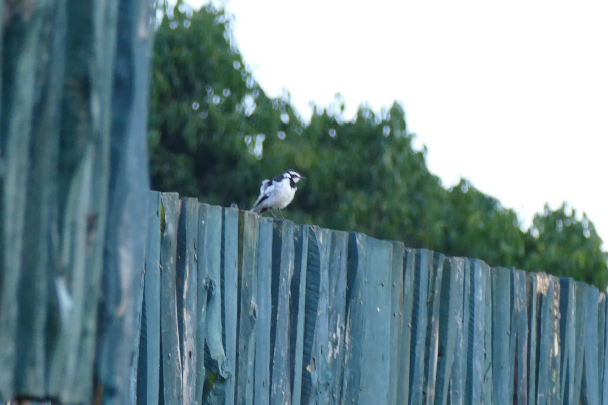 African Pied Wagtail - ML611867530