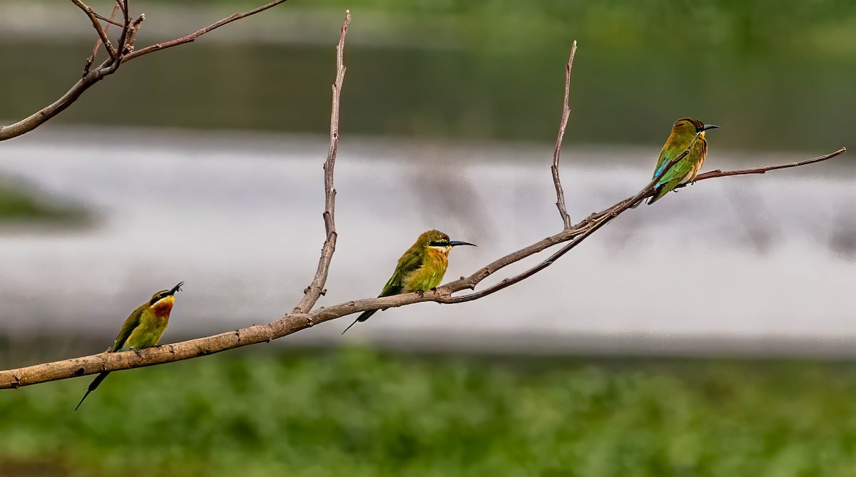 Blue-tailed Bee-eater - Prabhakar T P