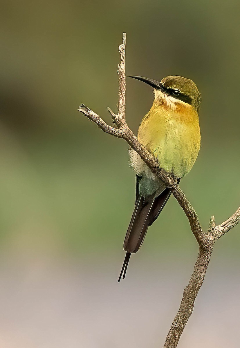 Blue-tailed Bee-eater - ML611867683