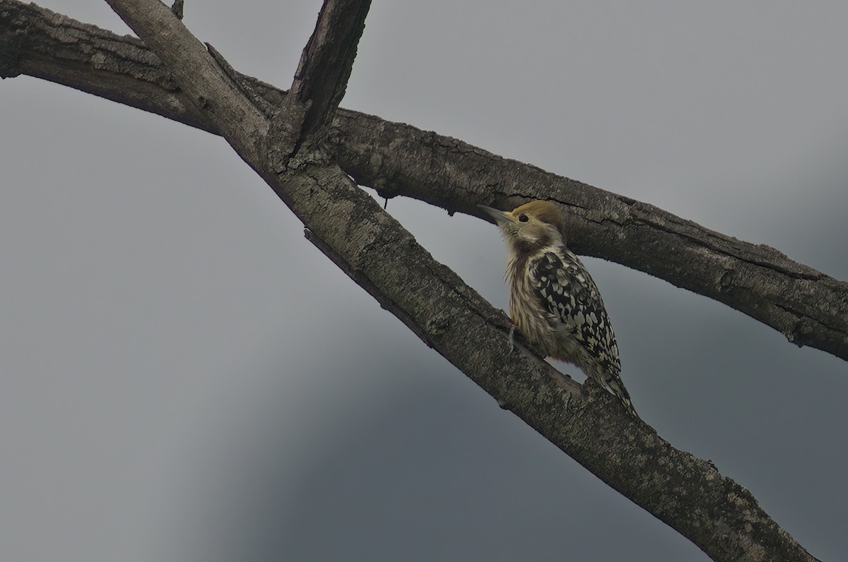Yellow-crowned Woodpecker - ML611867741