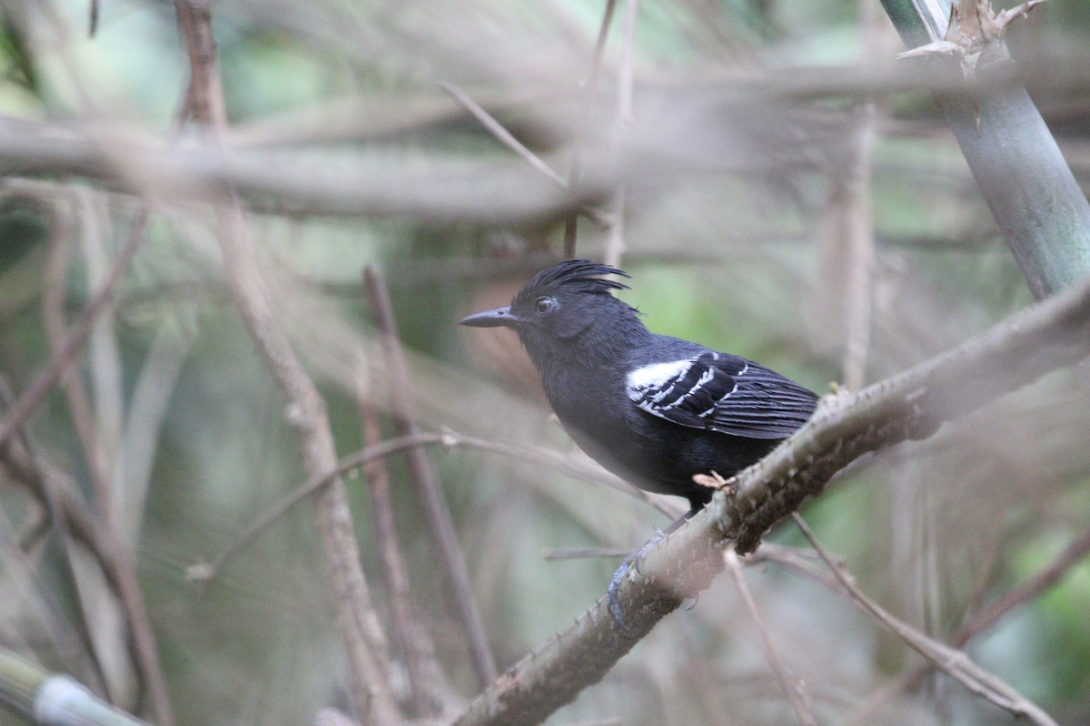 White-lined Antbird - ML611867915
