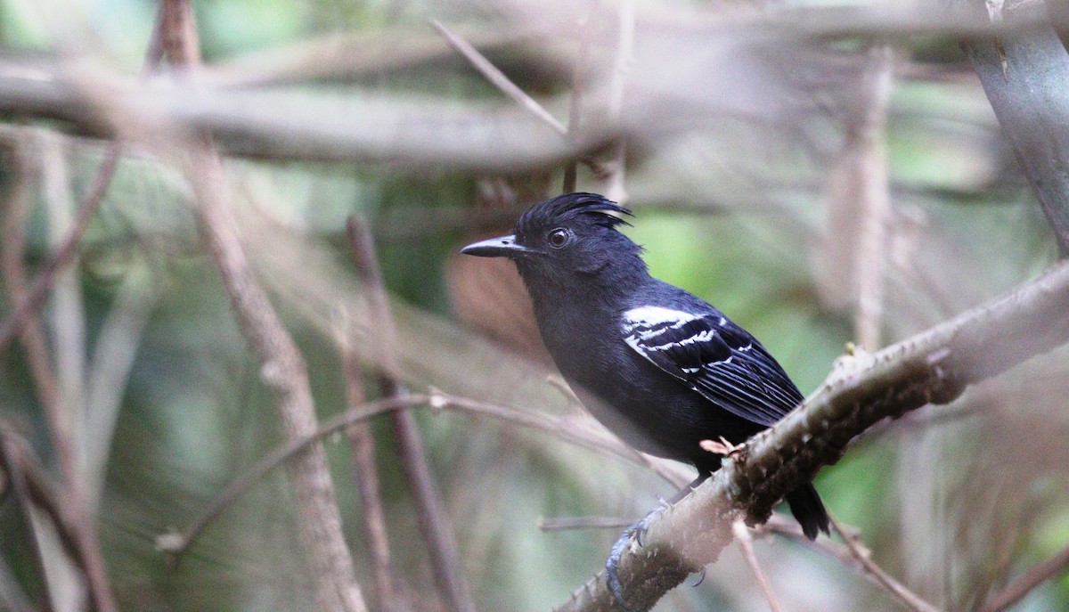 White-lined Antbird - ML611867931