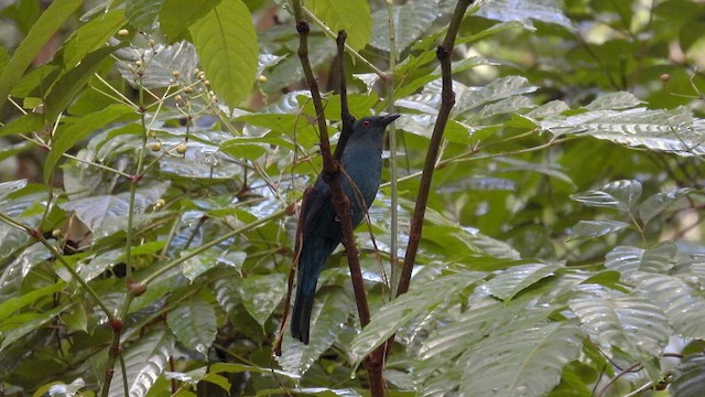 Asian Fairy-bluebird - ML611868035