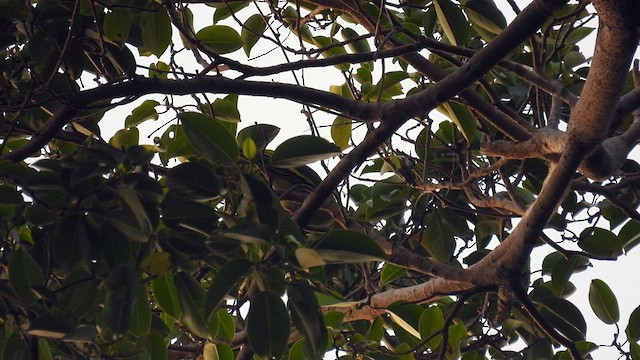 Andaman Green-Pigeon - ML611868337