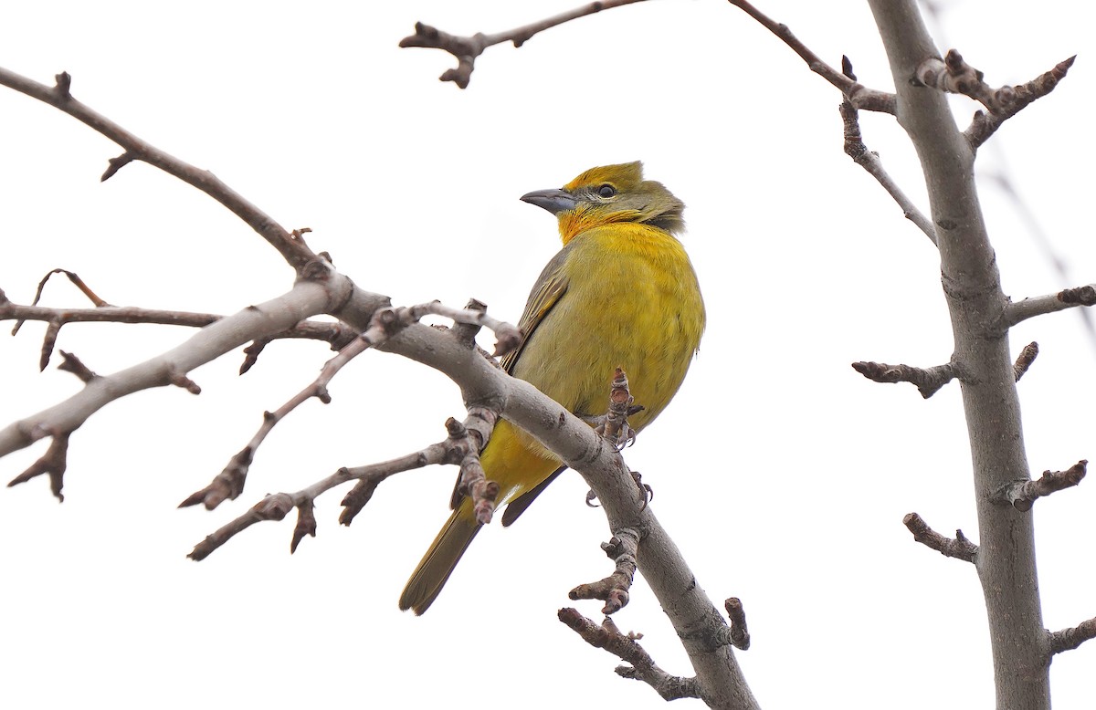 Hepatic Tanager - ML611868399