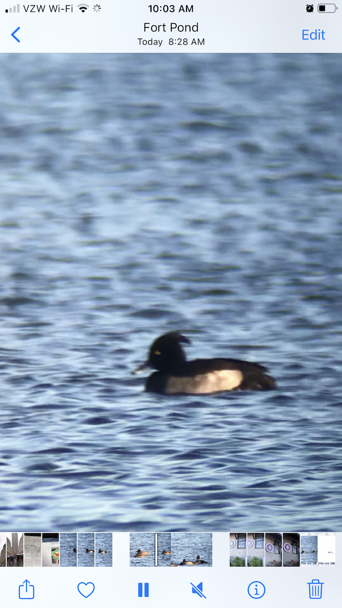 Tufted Duck - ML611868450