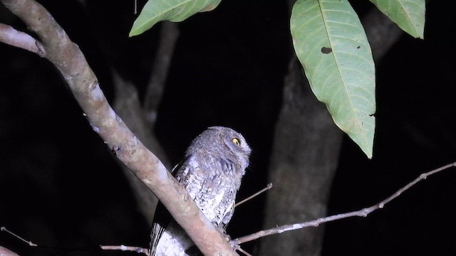 Oriental Scops-Owl (Walden's) - ML611868459