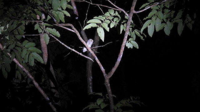 Oriental Scops-Owl (Walden's) - ML611868460