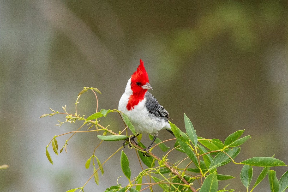 Red-crested Cardinal - ML611868494