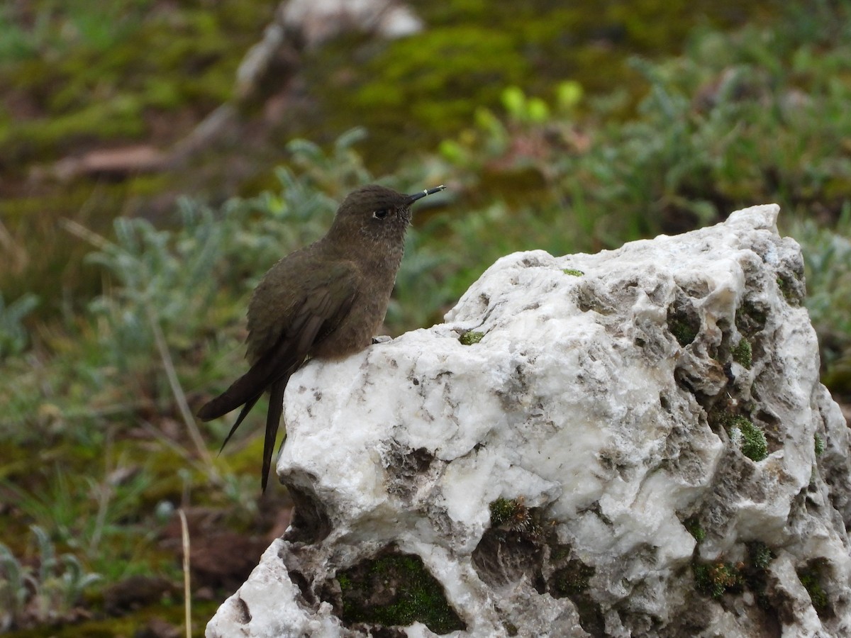 Olivaceous Thornbill - ML611868957