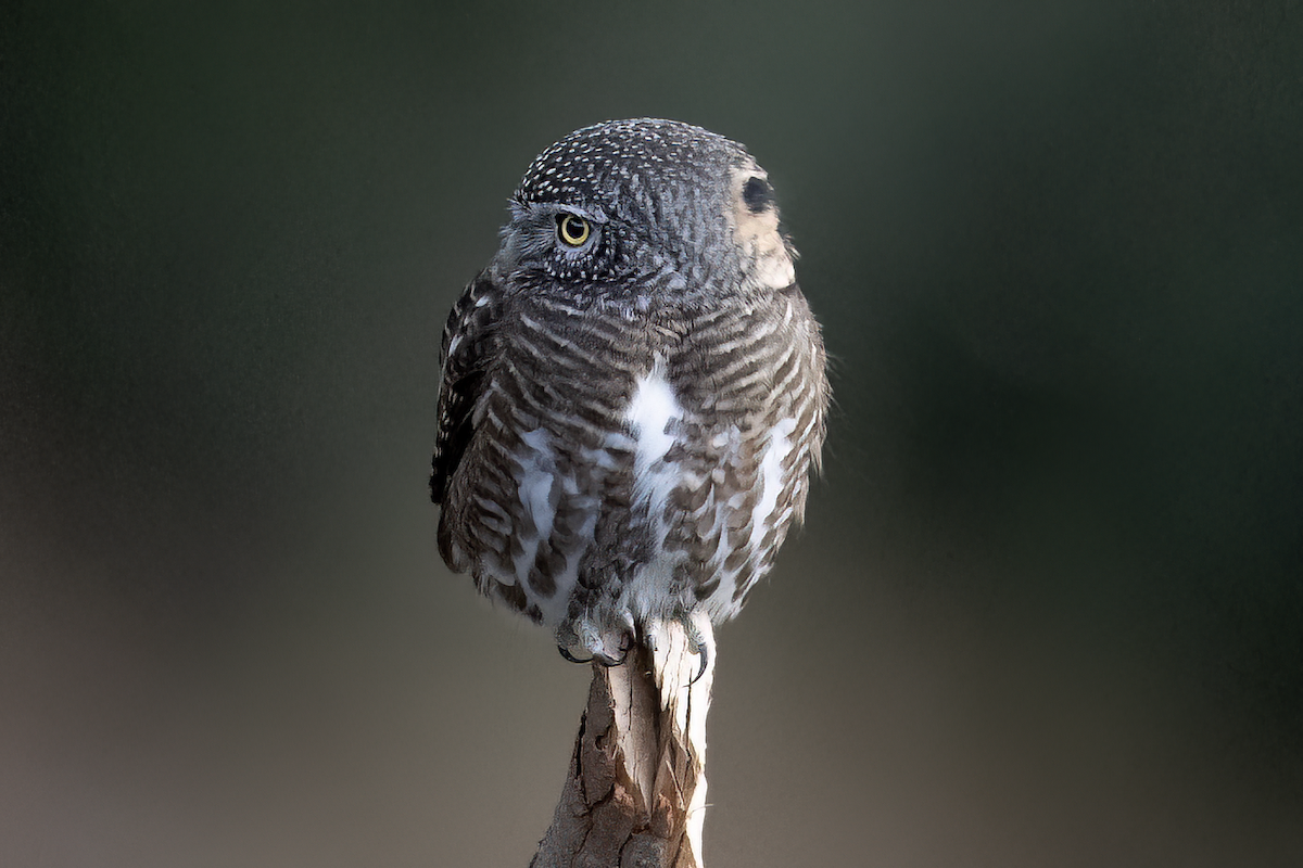 Collared Owlet - ML611869360