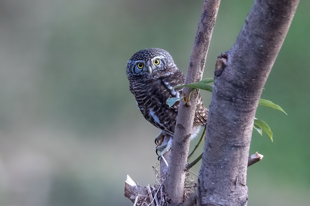 Collared Owlet - ML611869361
