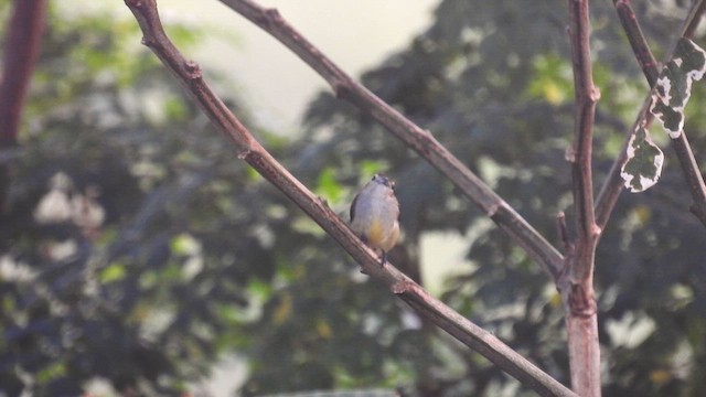 Andaman Flowerpecker - ML611869496