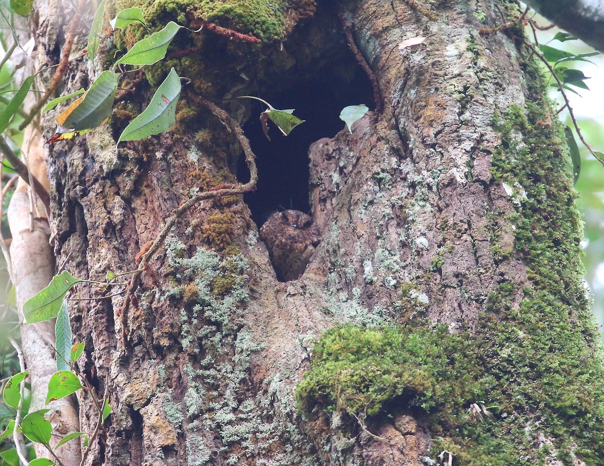 Vogelkop Owlet-nightjar - Keith Valentine
