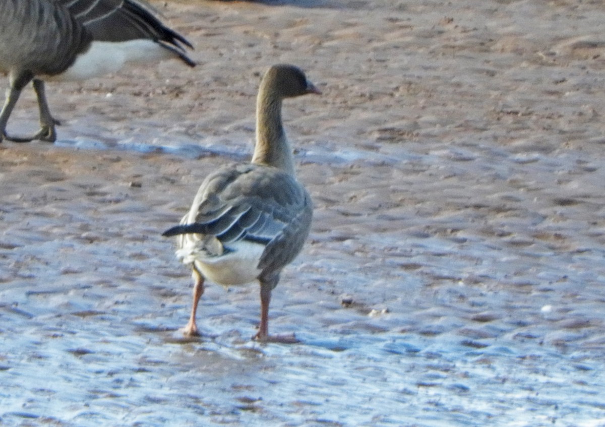 Pink-footed Goose - ML611869562