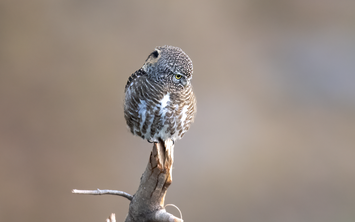 Collared Owlet - ML611869617