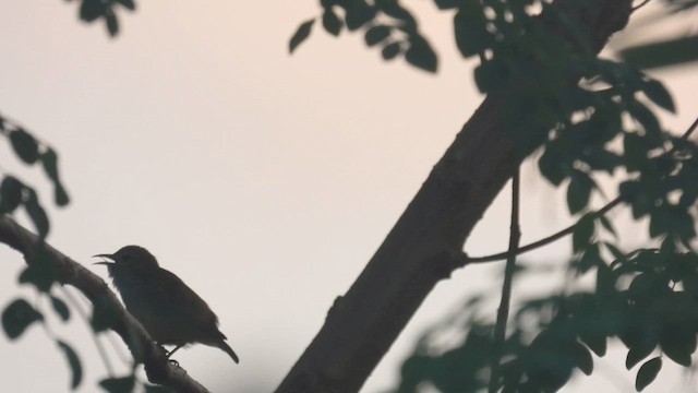 Andaman Flowerpecker - ML611869739
