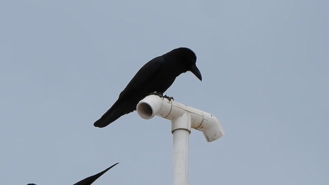 Large-billed Crow - ML611869755