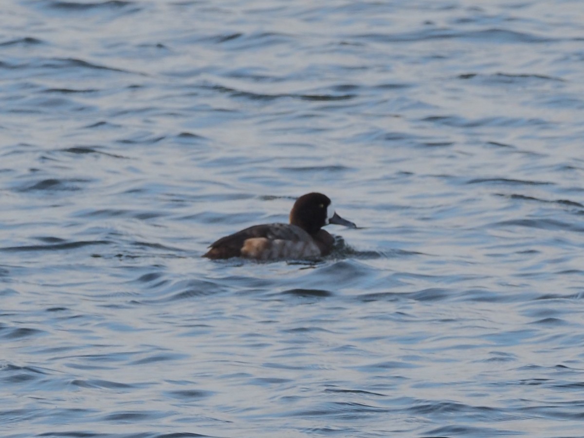 Greater Scaup - ML611869806