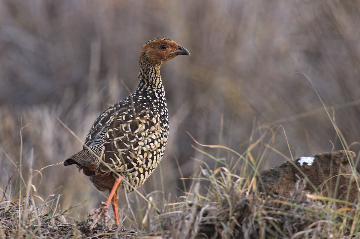 Painted Francolin - ML611870070