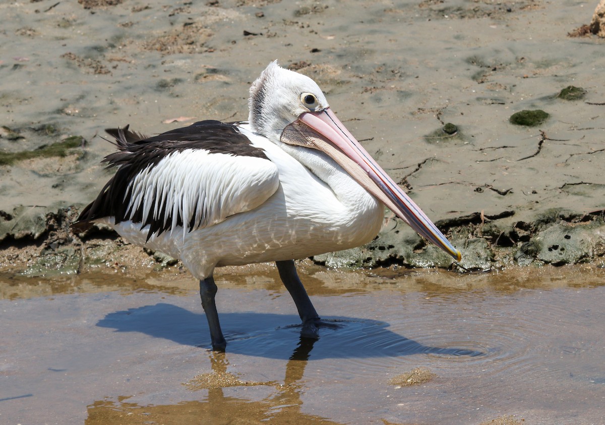 pelikán australský - ML611870136