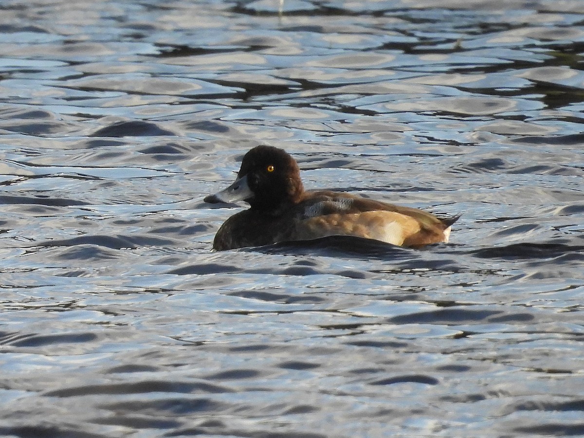 Greater Scaup - ML611870166