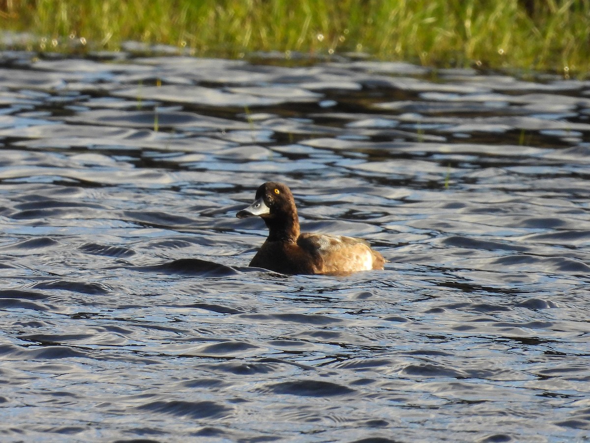 Greater Scaup - ML611870167