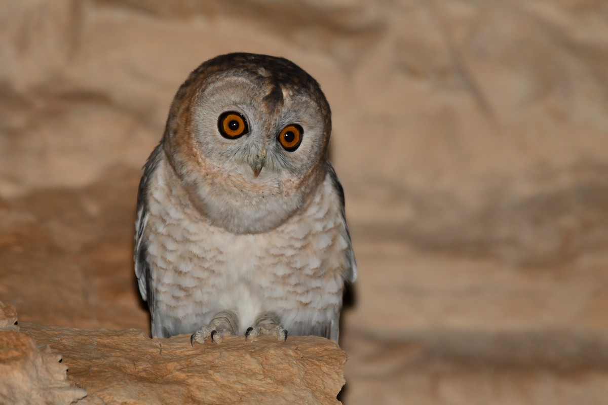 Desert Owl - ML611870241