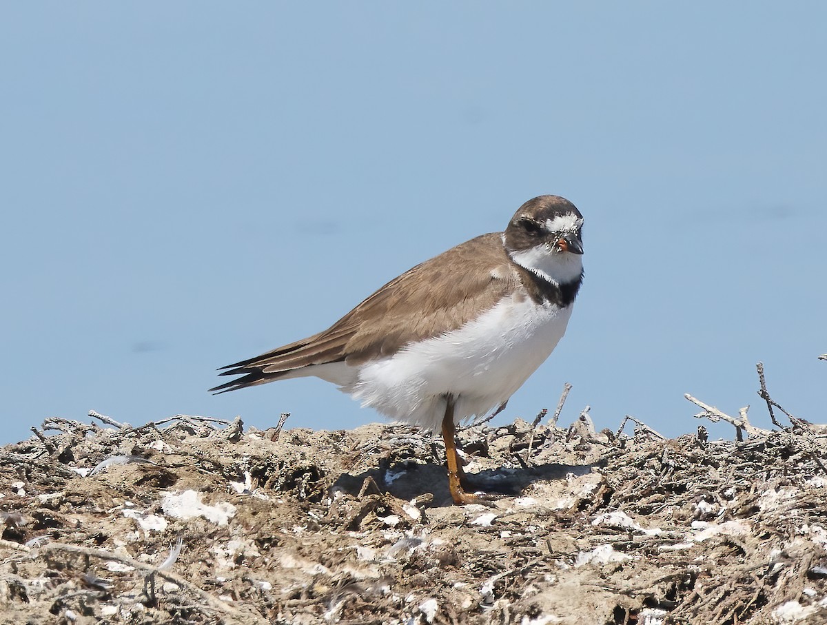 Semipalmated Plover - ML611870309
