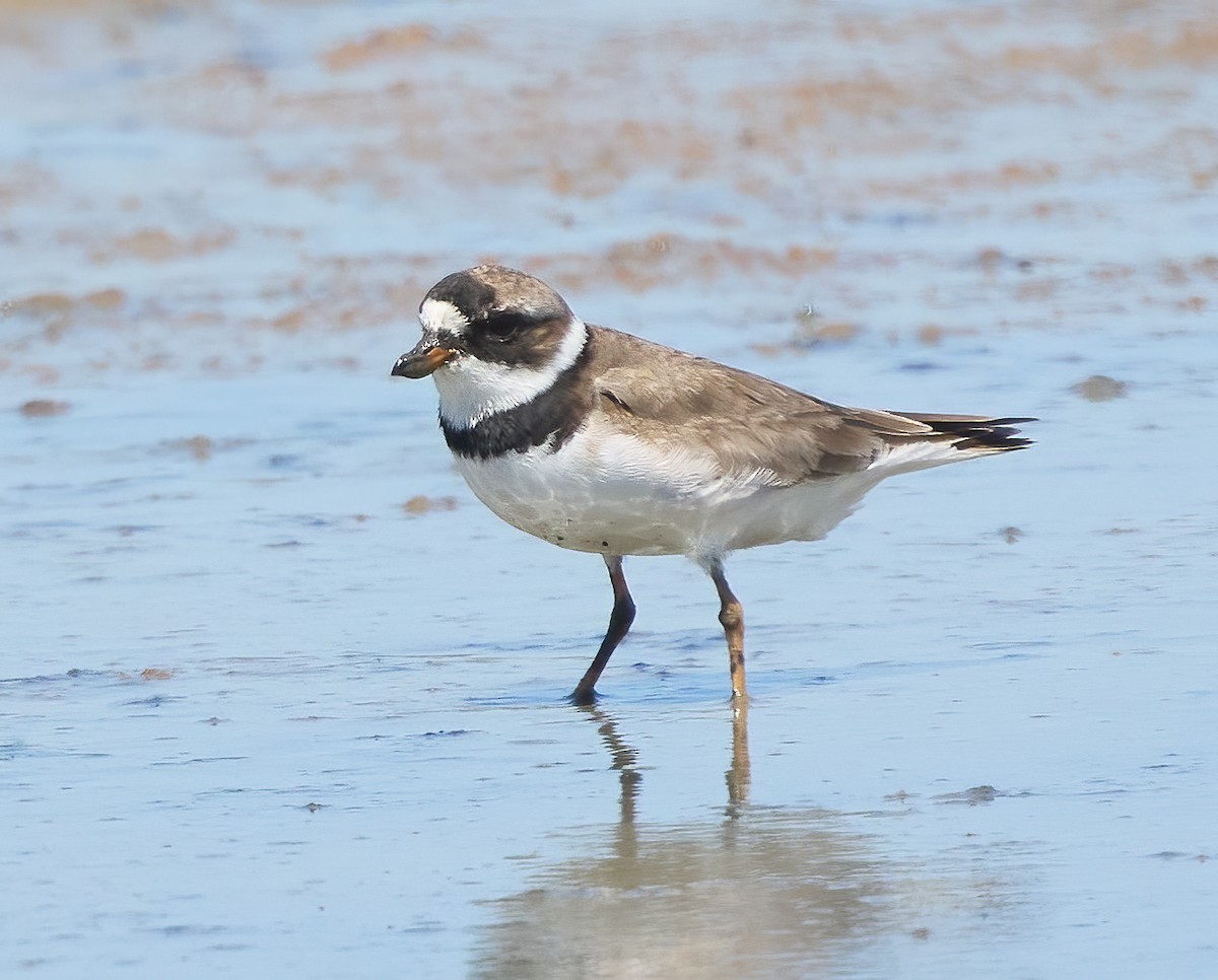 Semipalmated Plover - ML611870310