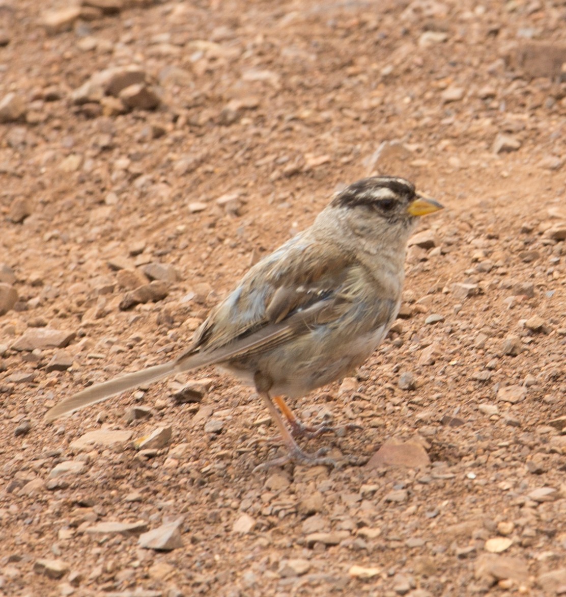 White-crowned Sparrow (Yellow-billed) - ML611870351