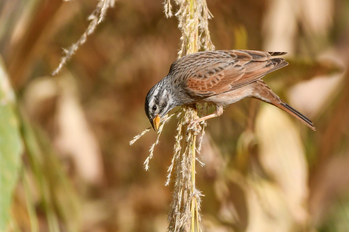 Striolated Bunting - ML611870417