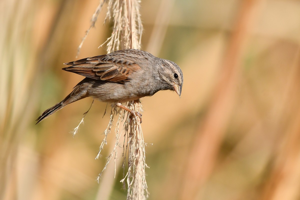 Striolated Bunting - ML611870418