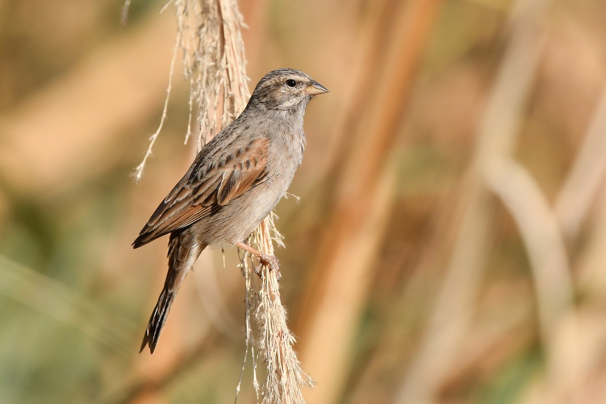Striolated Bunting - ML611870419