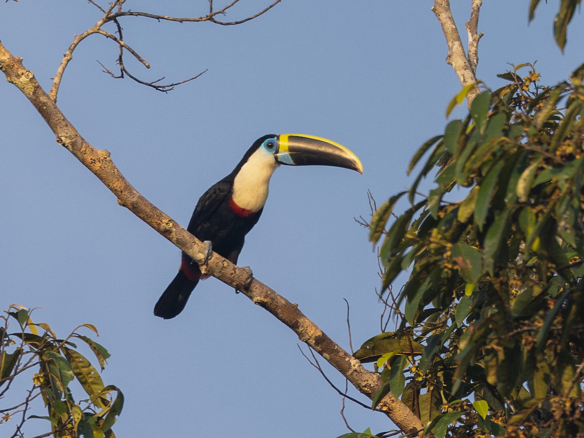 White-throated Toucan (Cuvier's) - ML611870777