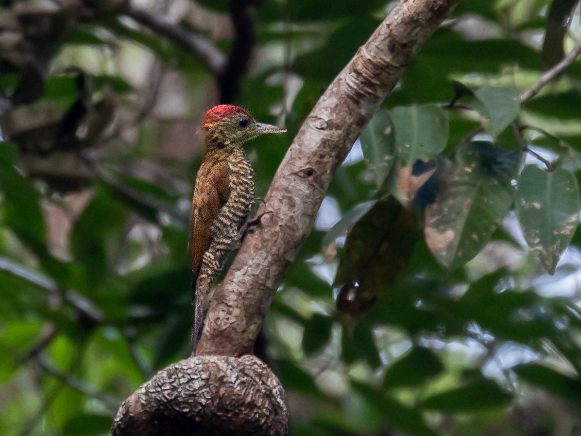 Red-stained Woodpecker - ML611870808