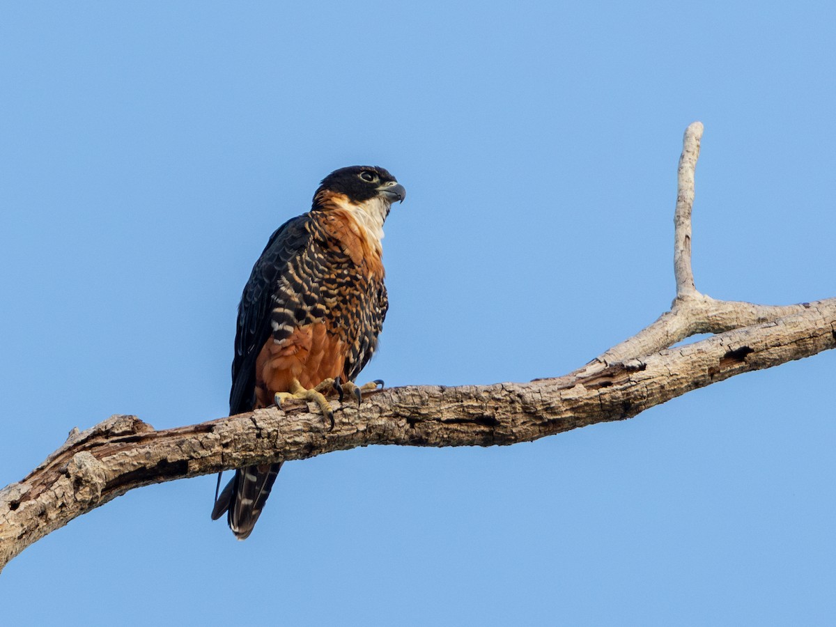 Orange-breasted Falcon - ML611870824