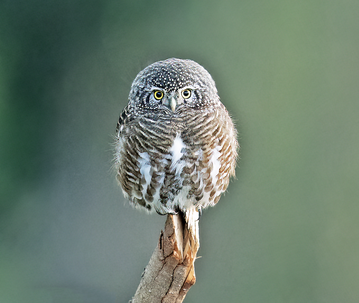 Collared Owlet - ML611870854