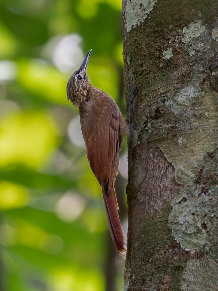 Long-tailed Woodcreeper (Southern) - ML611870911