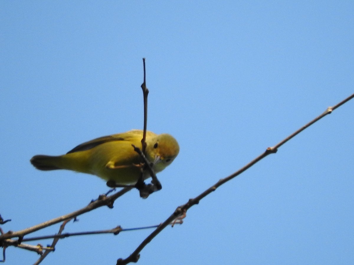 Yellow Warbler - ML611870999