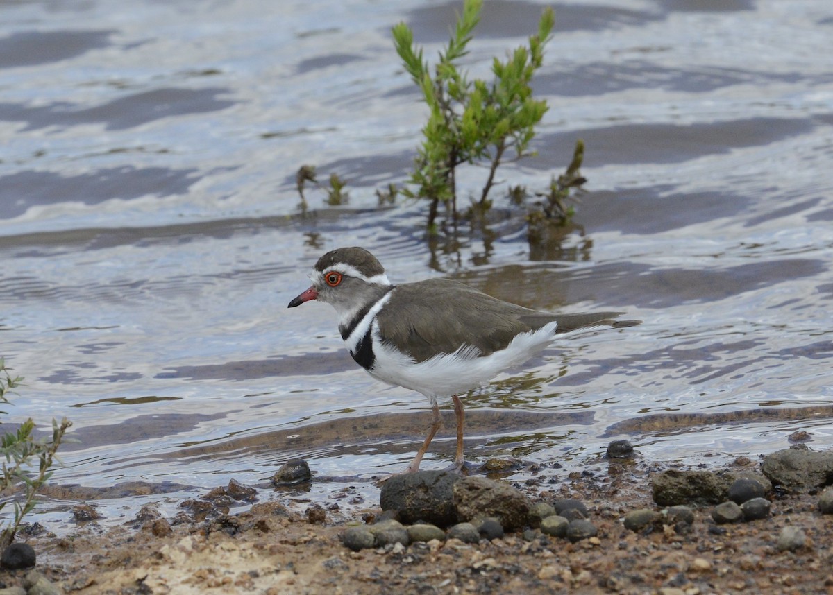 Three-banded Plover - ML611871030