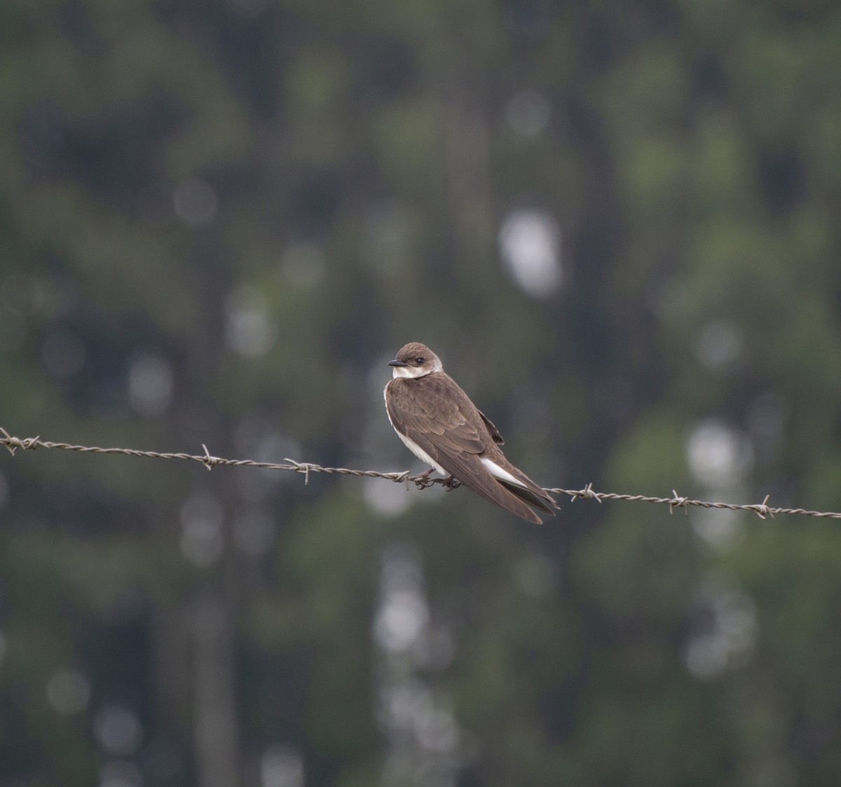 Brown-chested Martin (fusca) - ML611871330
