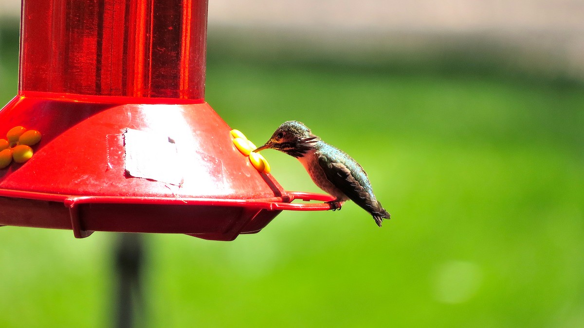 Colibri calliope - ML611871417