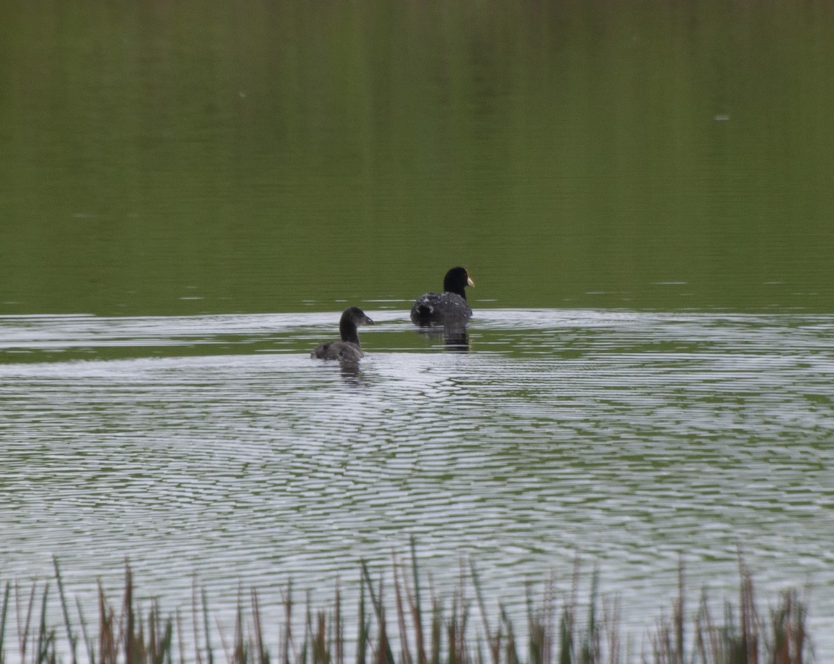 White-winged Coot - ML611871465