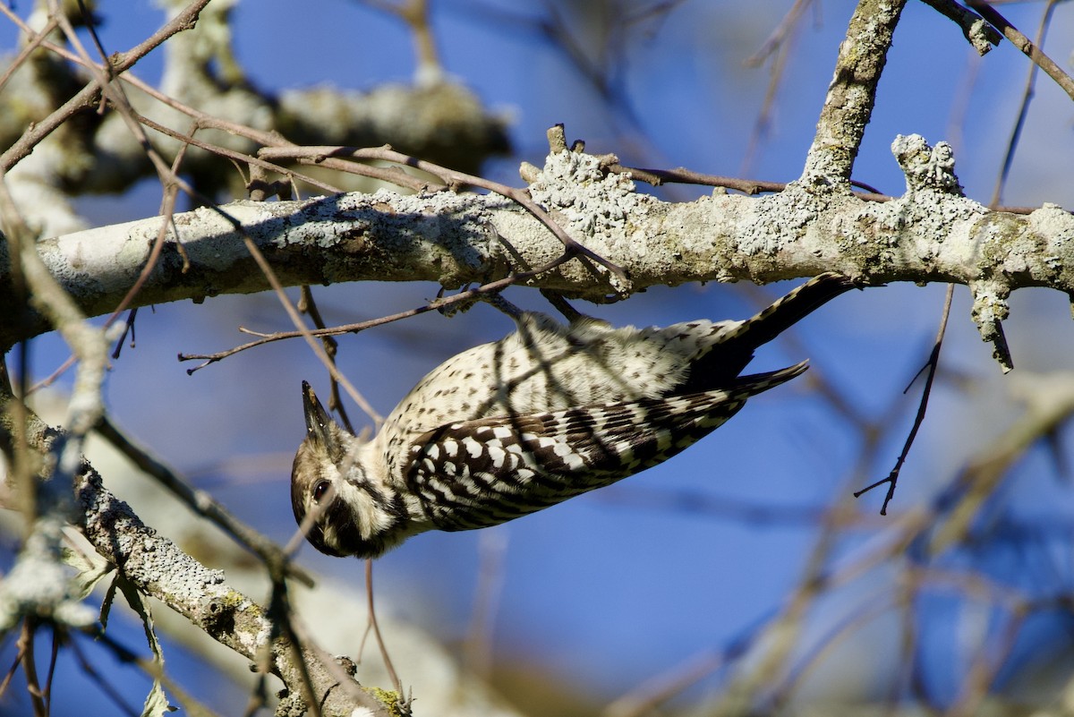 Ladder-backed Woodpecker - ML611871604