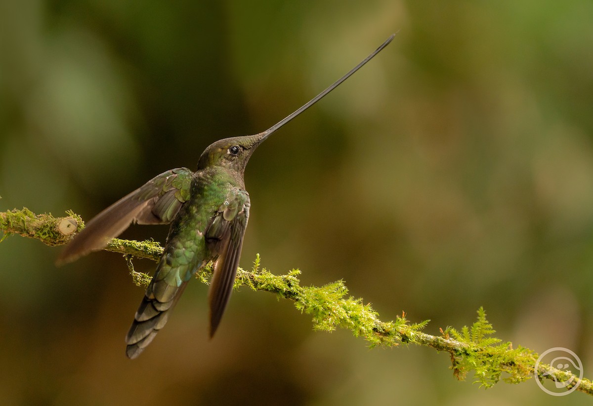 Sword-billed Hummingbird - ML611872177